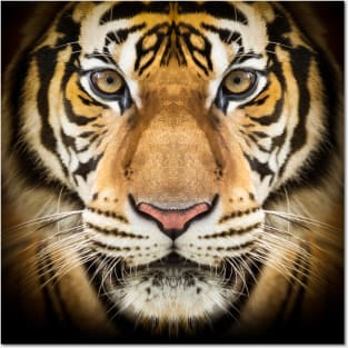 Siberian Tiger Posters and Art